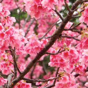 Meet your Posher, Marie